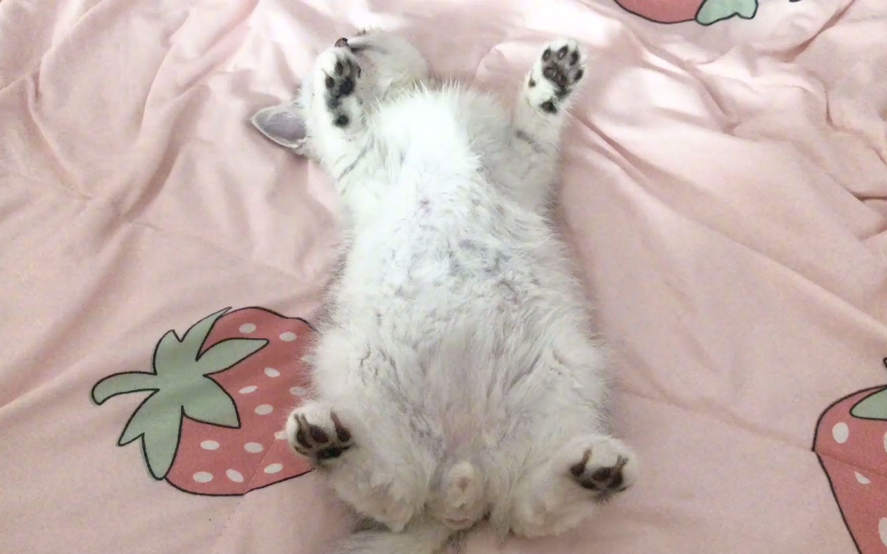 猫四脚朝天睡觉是什么意思(猫咪四脚朝天睡觉是什么意思)