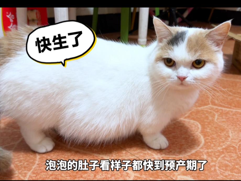 猫咪快生产的症状表现(猫咪快生产的症状表现有哪些) 猫咪快生产的症状表现(猫咪快生产的症状表现有哪些)