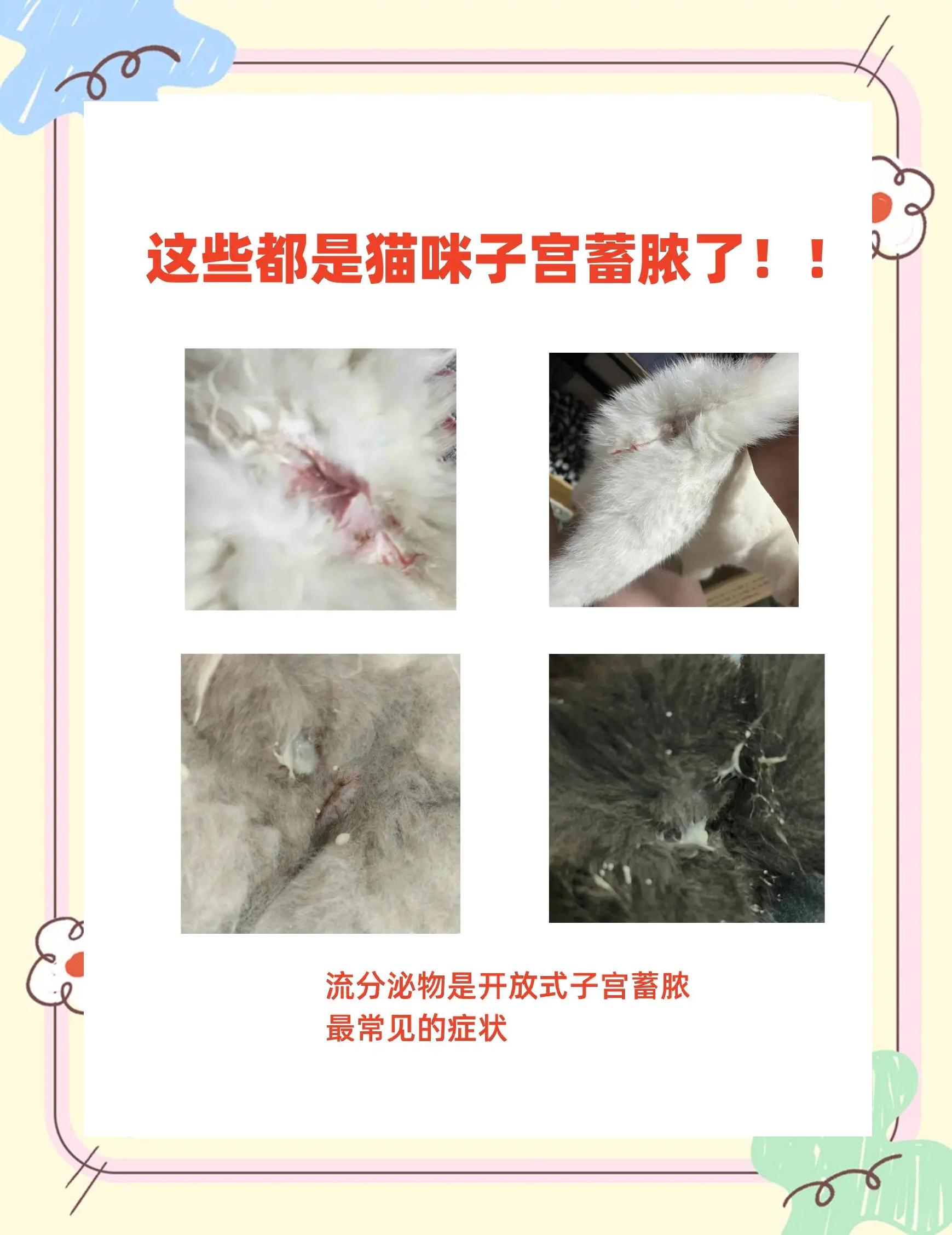 猫咪快生产的症状表现(猫咪快生产的症状表现有哪些) 猫咪快生产的症状表现(猫咪快生产的症状表现有哪些)