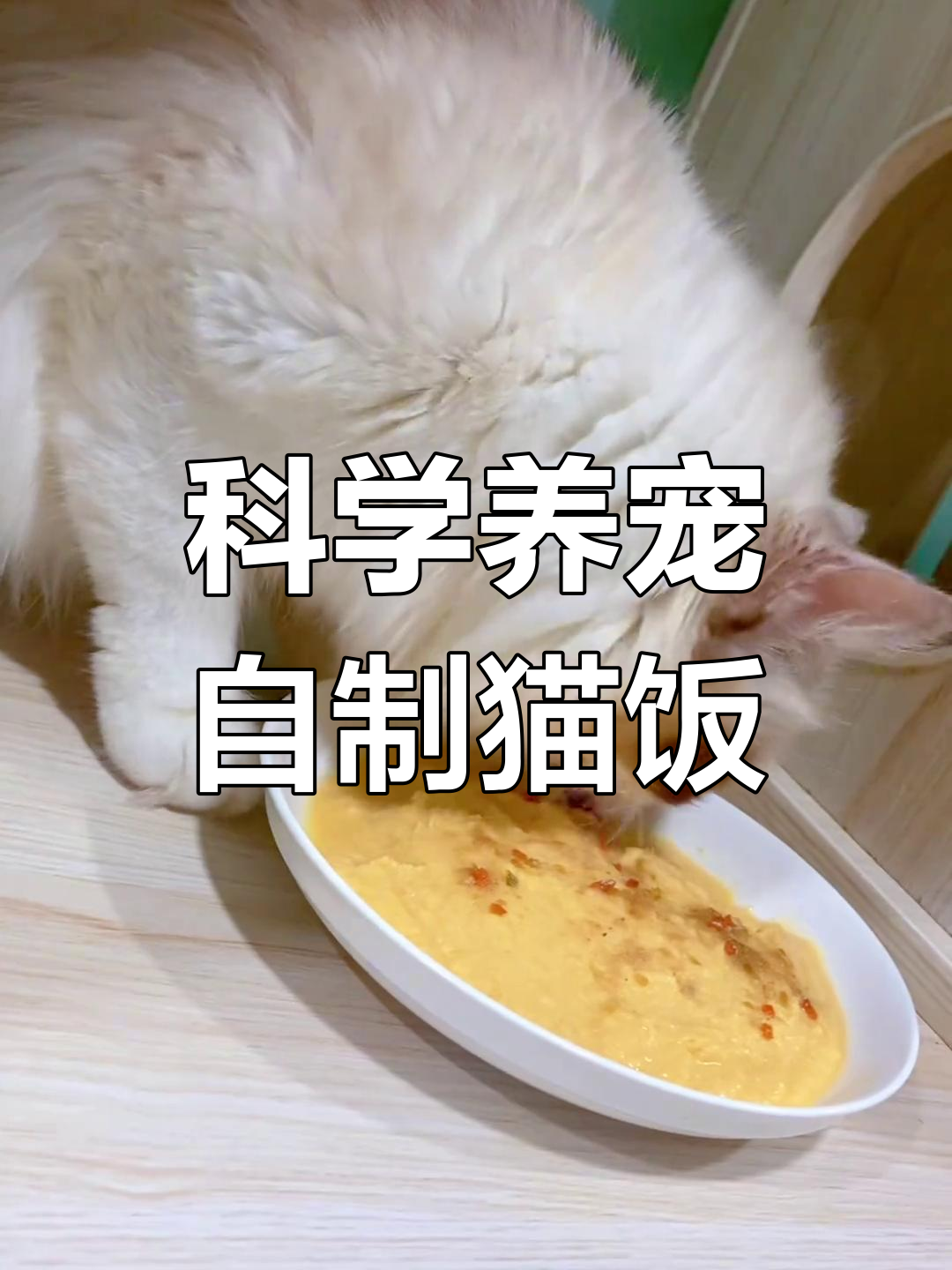 入门级自制猫饭食谱(入门级自制猫饭食谱七天)