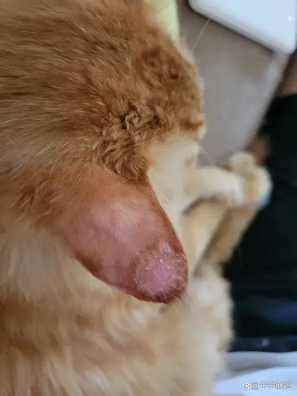 猫癣长什么样(猫癣长什么样子 图片)