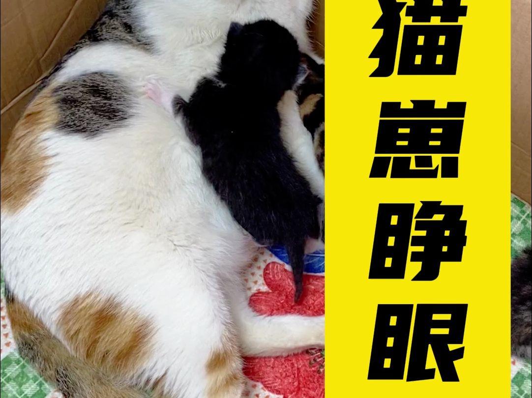 小猫多大睁眼(小猫几天算是成活了)