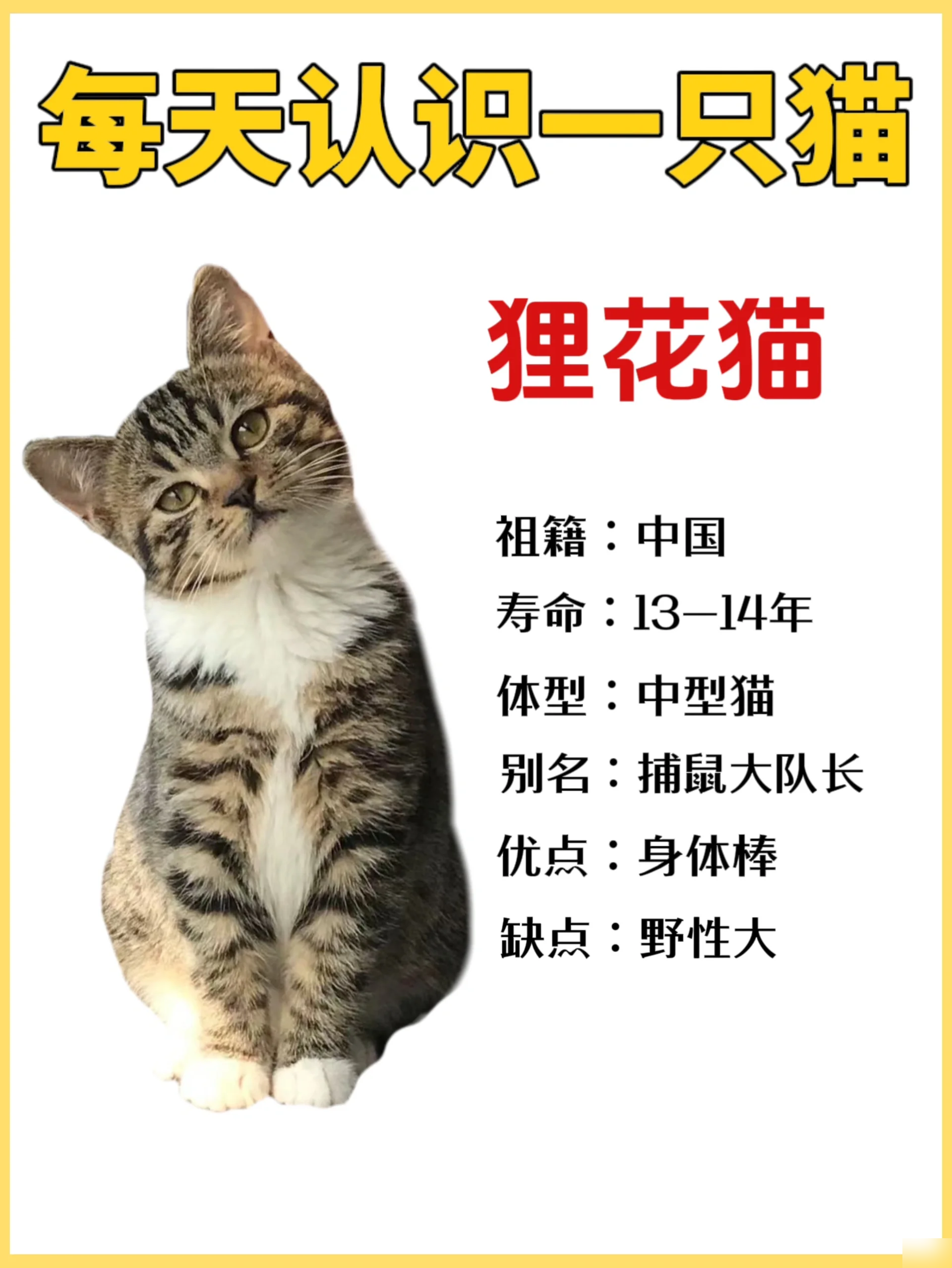 狸花猫幼崽多少钱一只(狸花猫幼崽多少钱一只正常价)