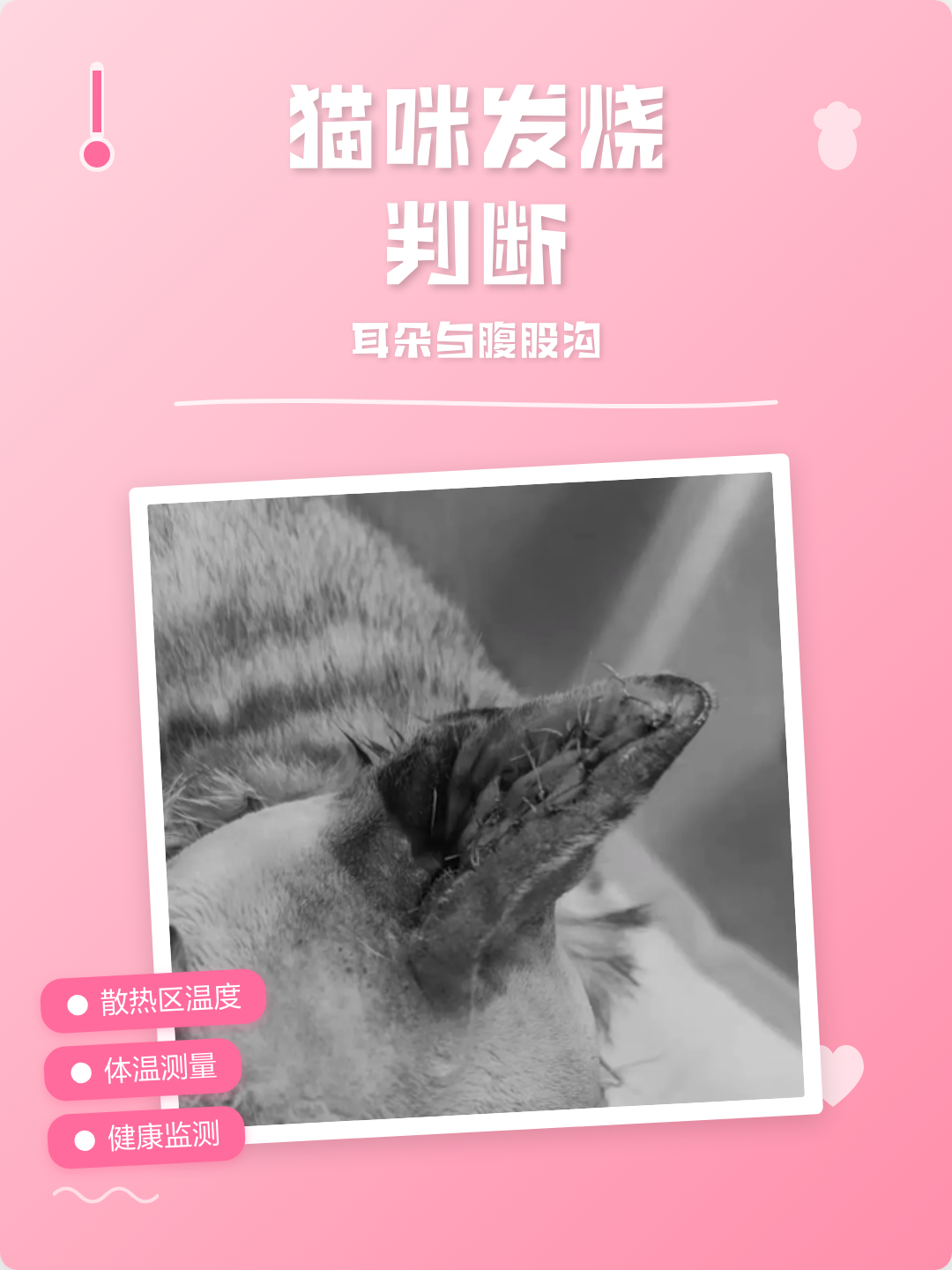怎么判断猫咪发烧了(猫发烧最快的处理方式)