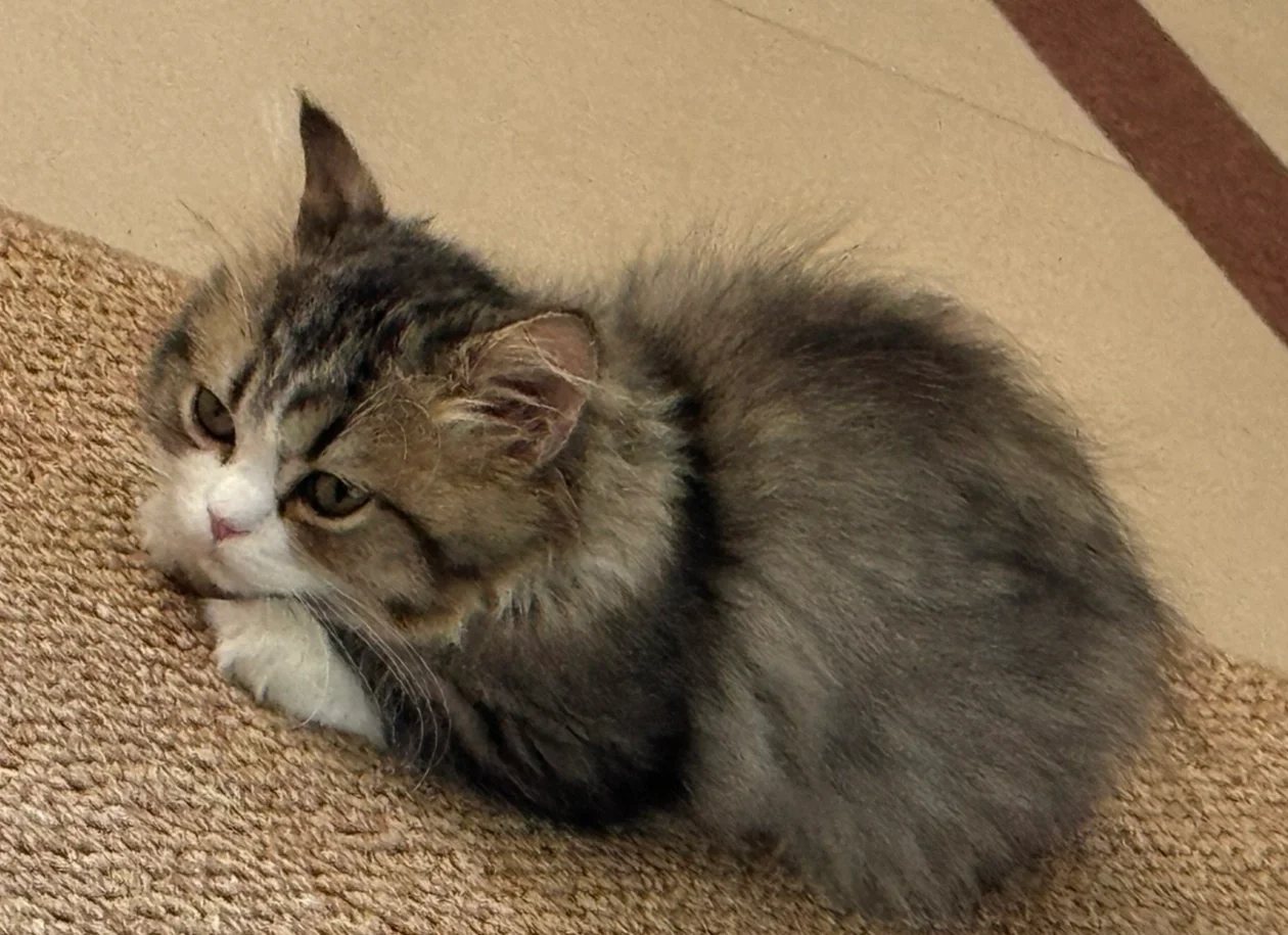 猫会发烧吗?(猫发烧了是什么症状) 猫会发烧吗?(猫发烧了是什么症状)