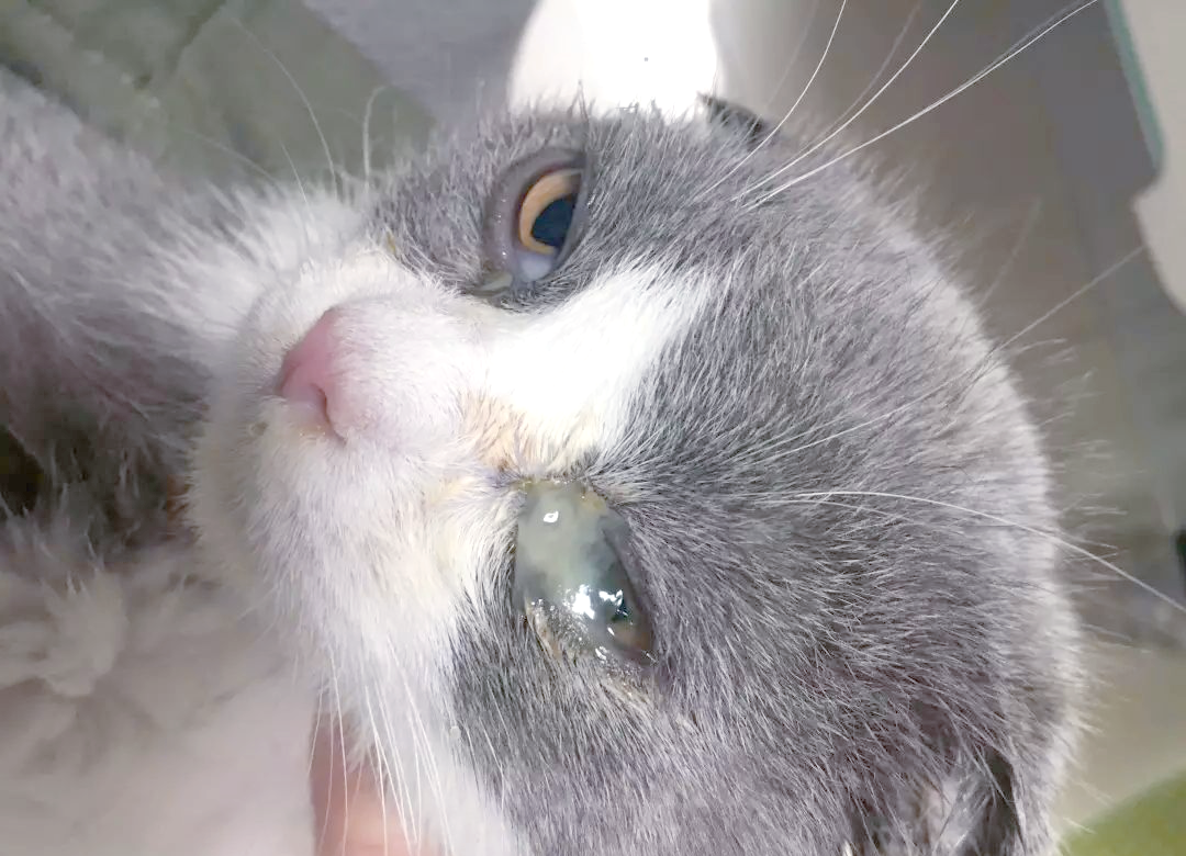 猫咪眼屎红褐色(猫咪眼屎红褐色结痂) 猫咪眼屎红褐色(猫咪眼屎红褐色结痂)