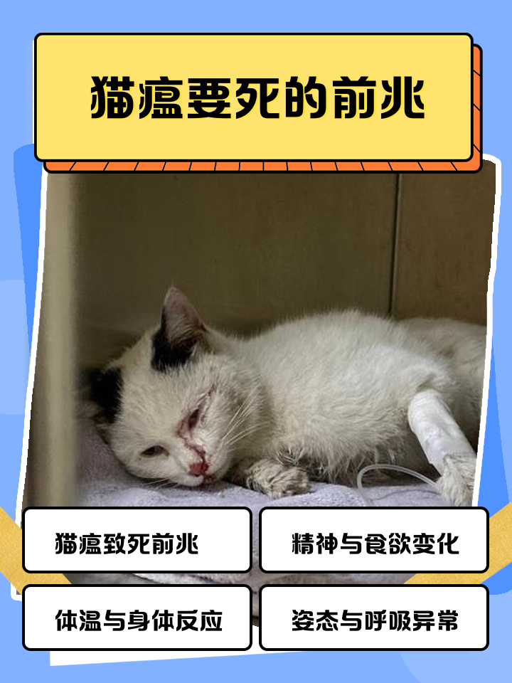 猫来家里有什么预兆(猫来家里赶都赶不走是什么意思) 猫来家里有什么预兆(猫来家里赶都赶不走是什么意思)