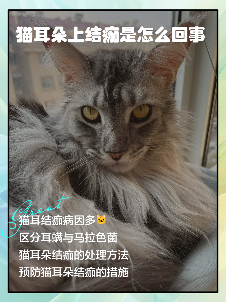 猫咪耳朵发炎流脓了怎么办(猫咪耳朵发炎流脓了怎么办啊)