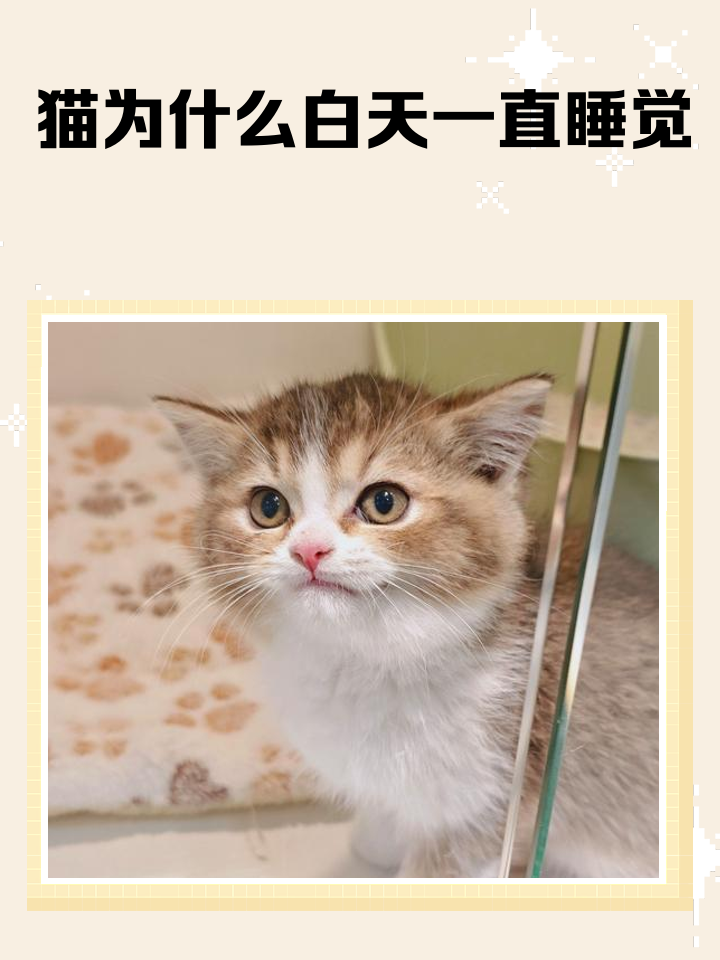 幼猫一定要跟人睡(幼猫一定要跟人睡,不然就一直叫)