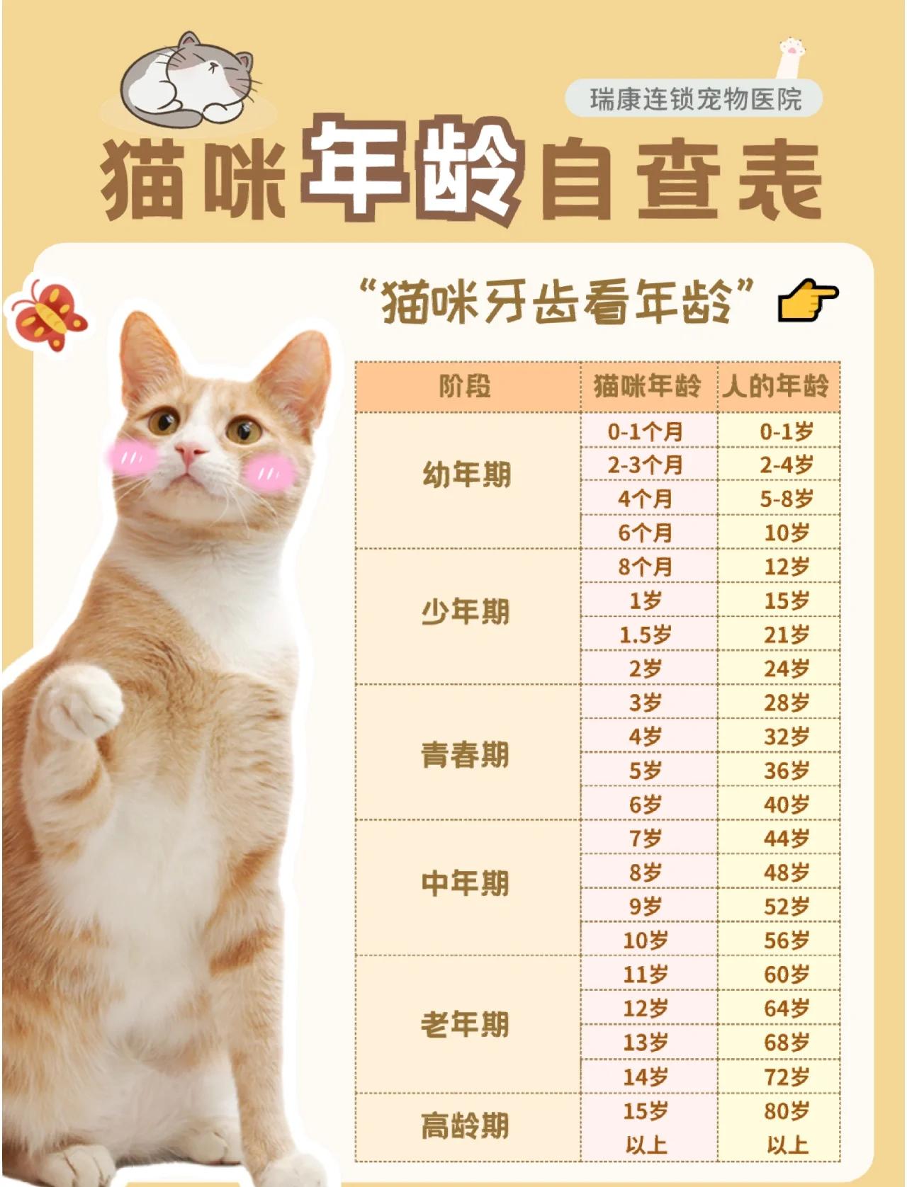 猫咪两岁相当于人几岁(猫咪两岁相当于人几岁了)