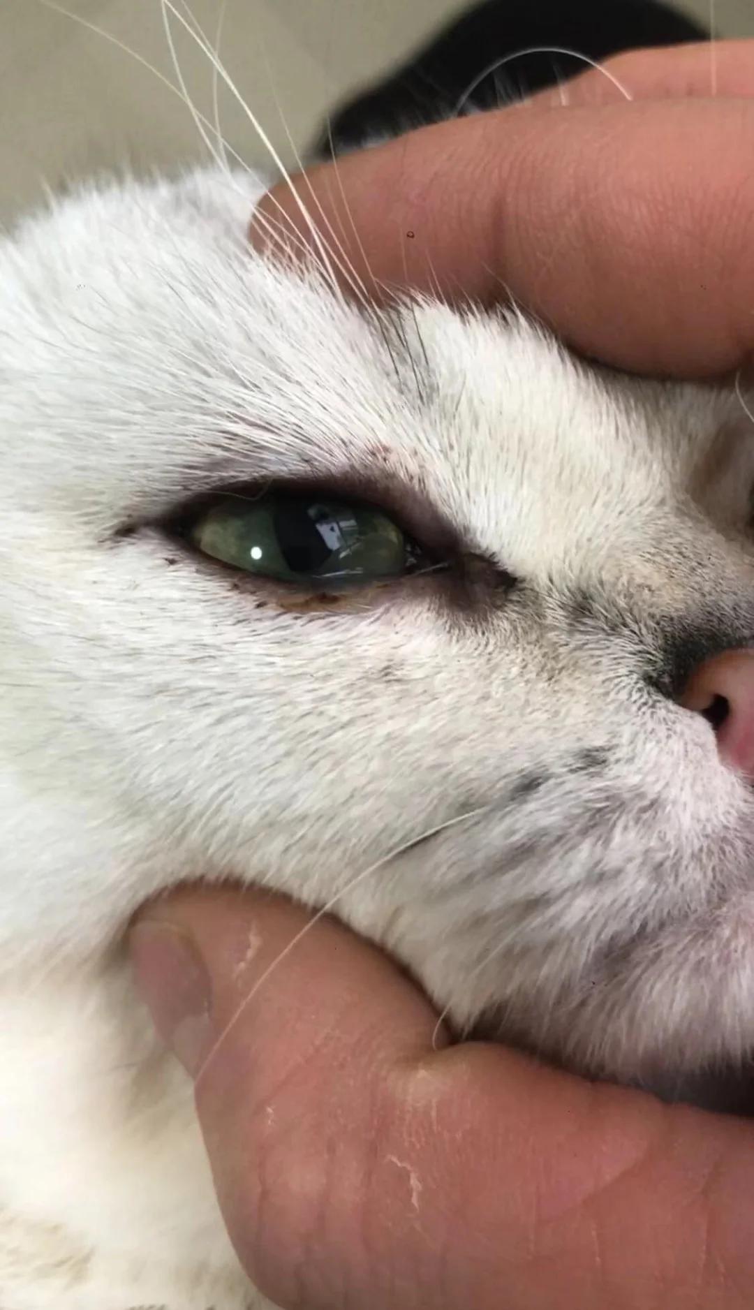 猫咪结膜炎的症状(猫咪结膜炎用什么药好) 猫咪结膜炎的症状(猫咪结膜炎用什么药好)