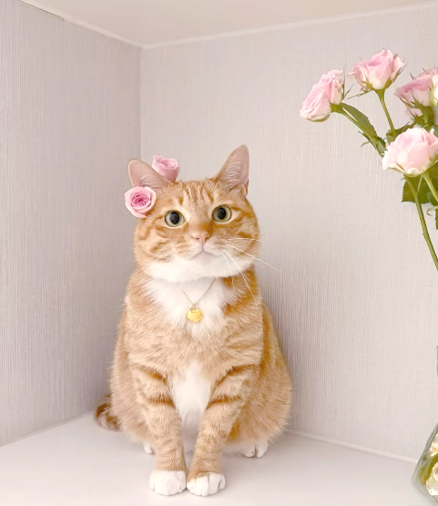 中华猫(中华田园猫)