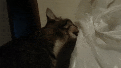 猫舔塑料袋是怎么回事(猫舔塑料袋是怎么回事?是行为问题还是健康问题?)