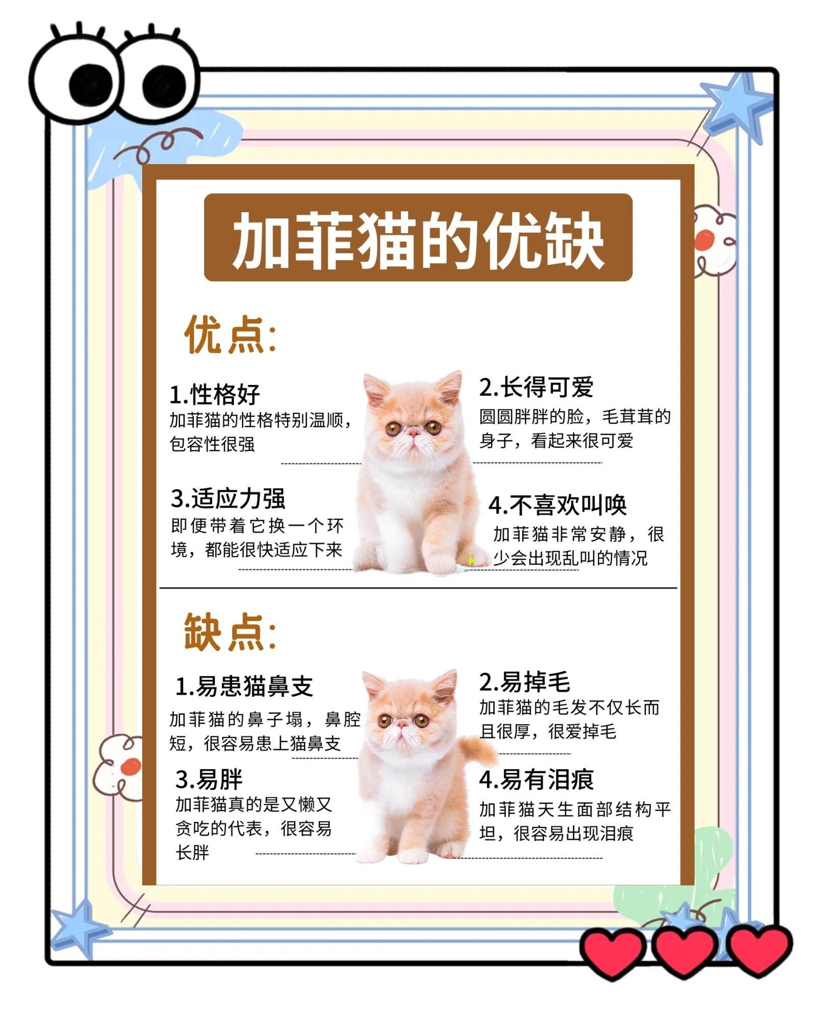 加菲猫价格(加菲猫价格多少钱一只血统纯正)