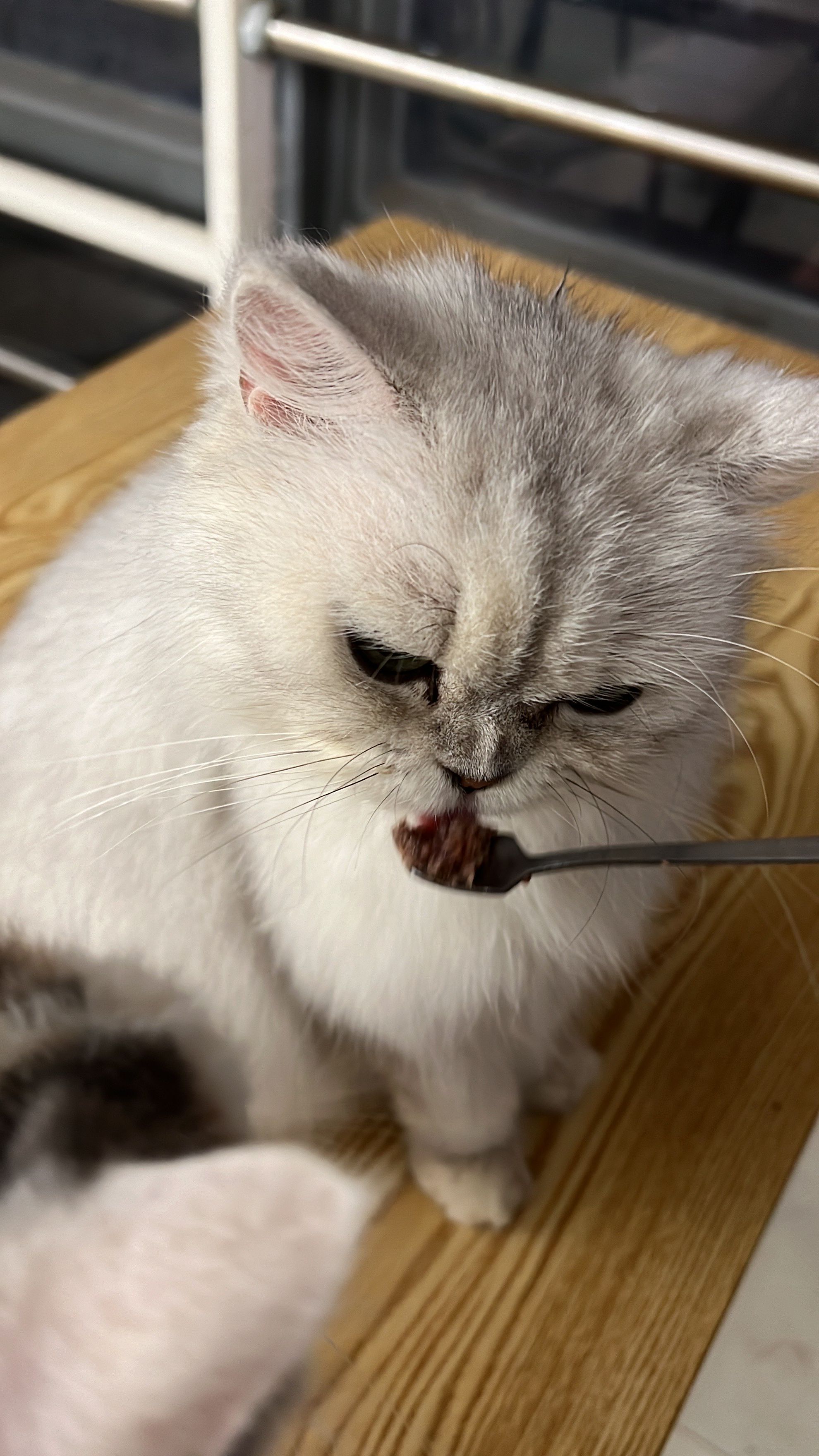 小型猫(小型猫头鹰的叫声)