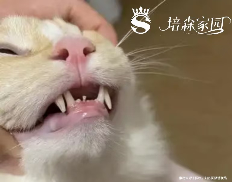 猫咪换牙是几个月(猫换牙旧牙去哪里了) 猫咪换牙是几个月(猫换牙旧牙去哪里了)