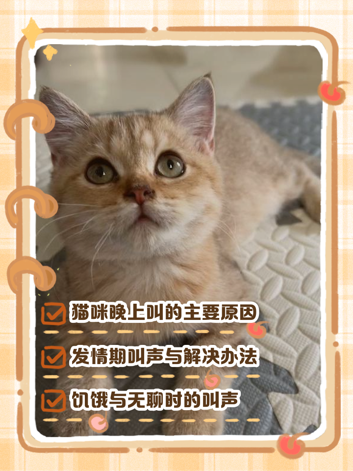 猫咪半夜嗷嗷叫是什么原因(猫咪半夜嗷嗷叫是什么原因引起的) 猫咪半夜嗷嗷叫是什么原因(猫咪半夜嗷嗷叫是什么原因引起的)