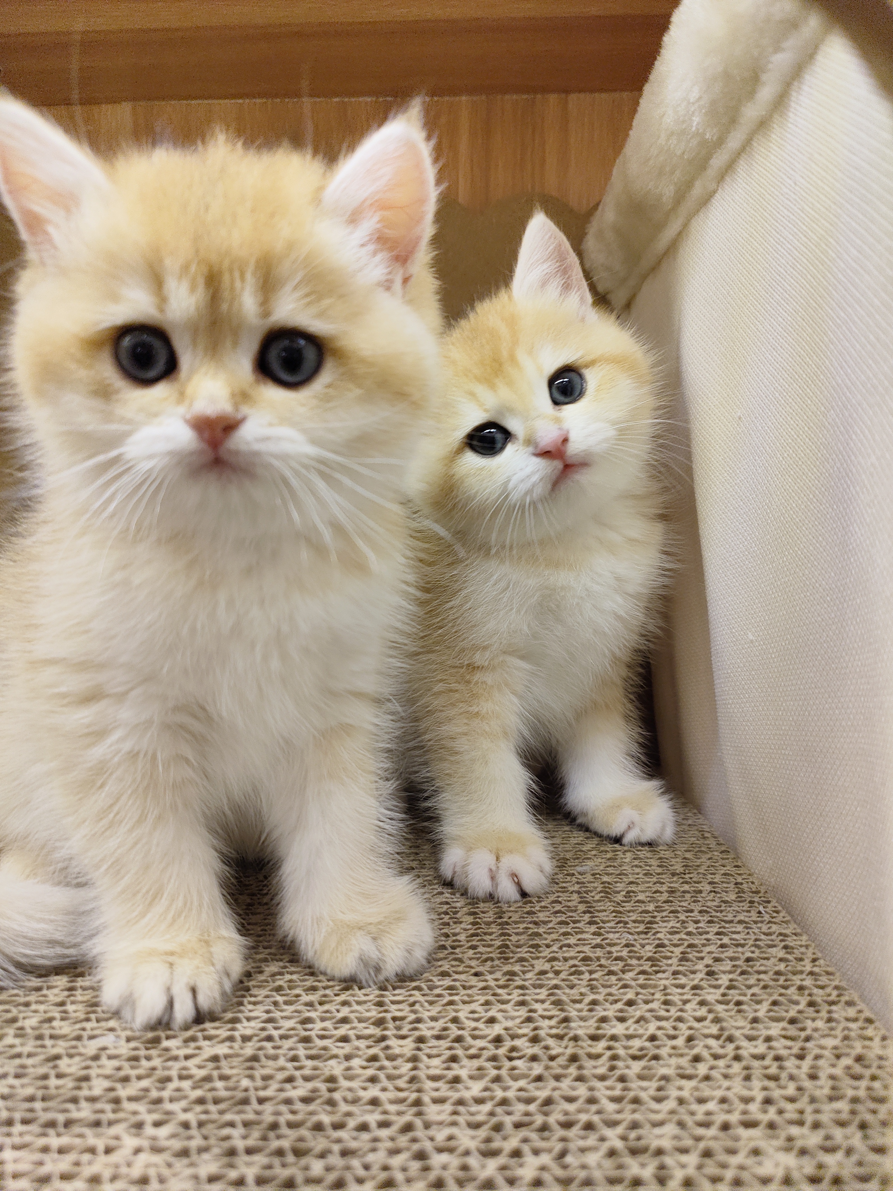 猫生几只最吉利(一猫穷二猫富三猫四猫五猫)