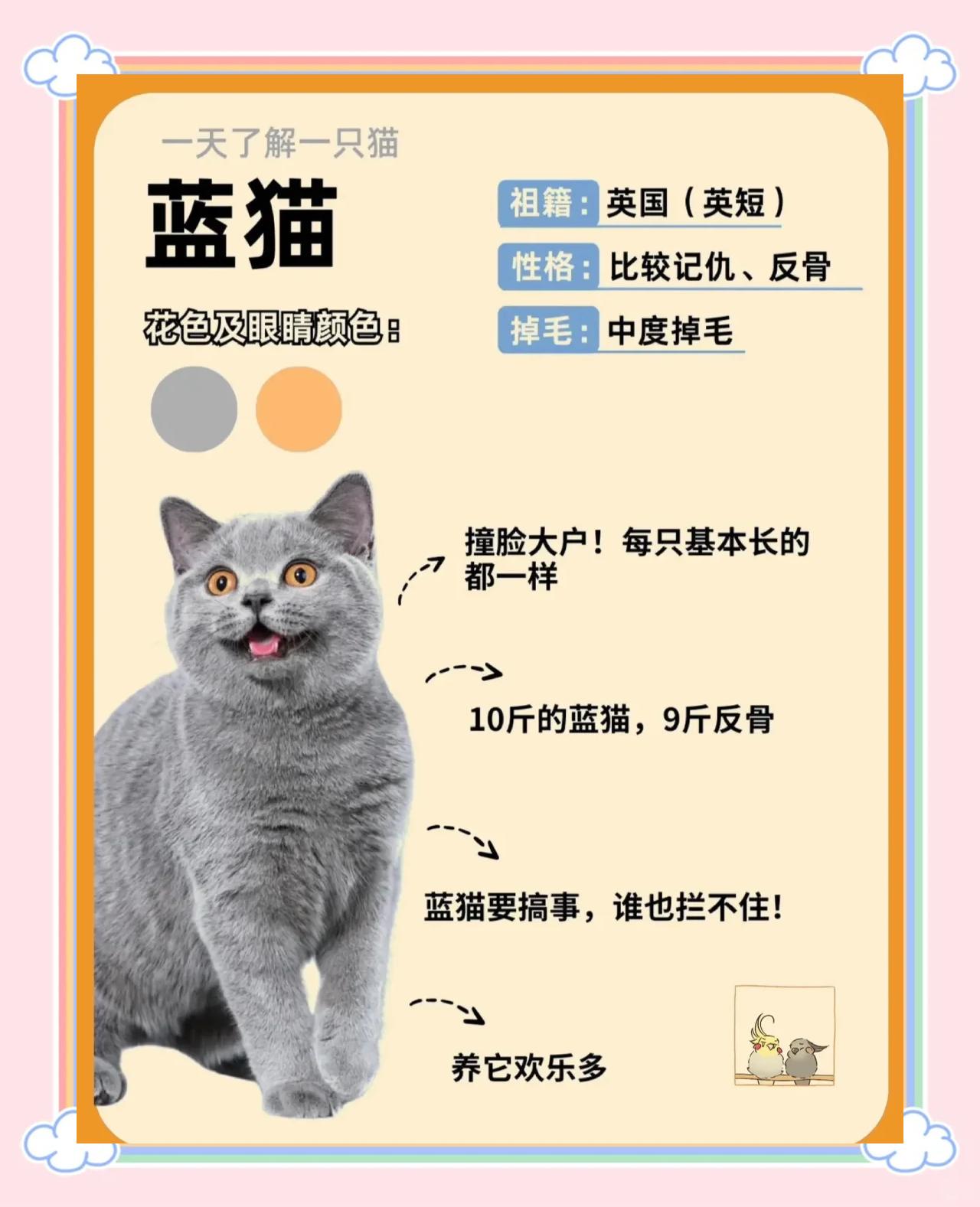 蓝猫价格200~500(蓝猫价格200~500价格)