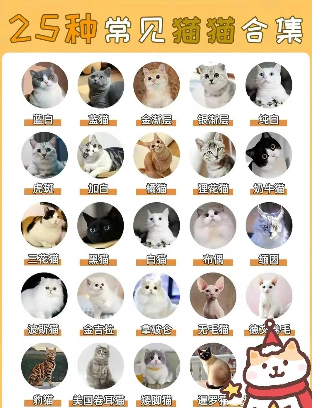 加菲猫多少钱(加菲猫多少钱一只市场价)