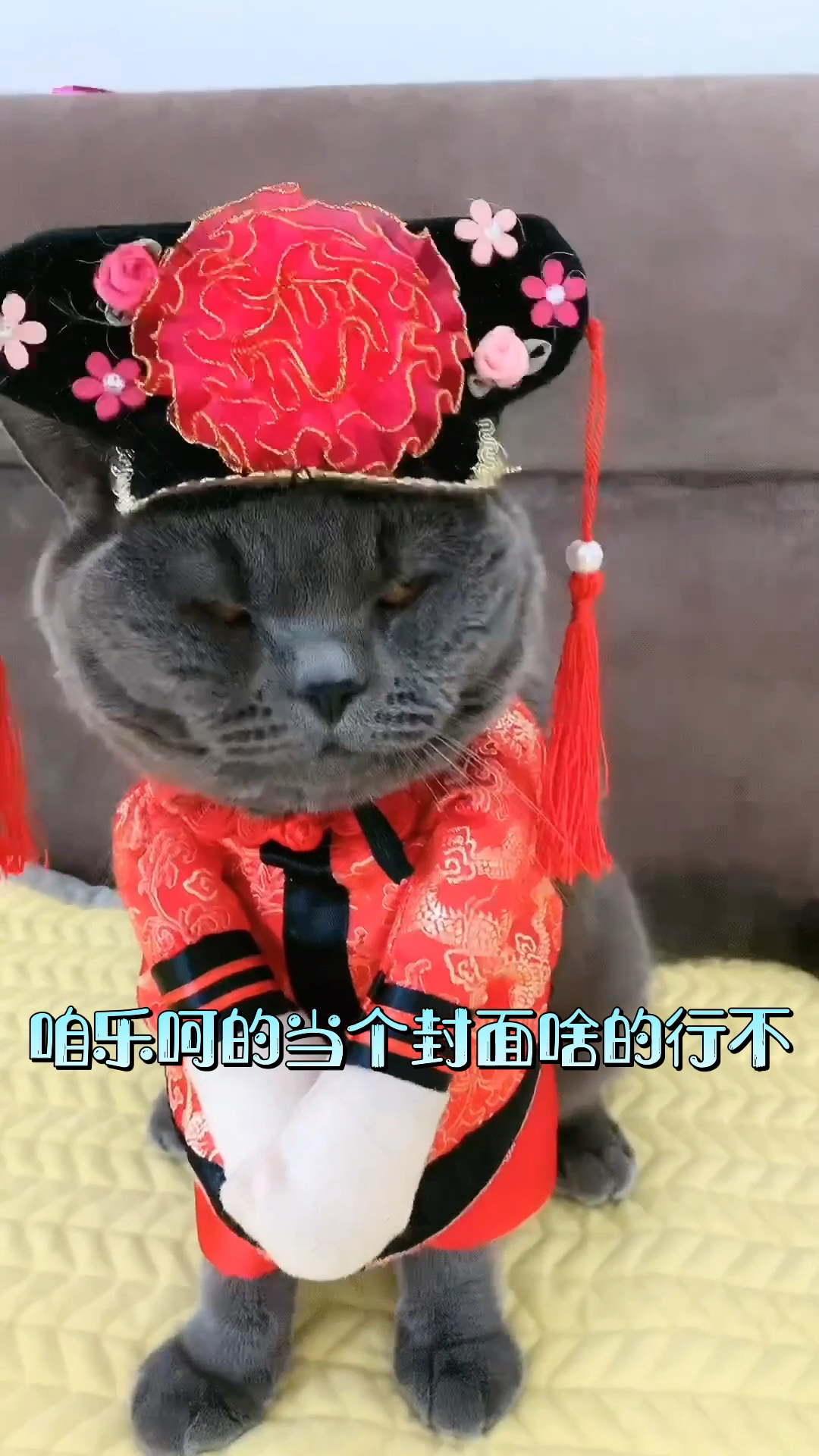 猫吐红色液体跟血似的(猫吐红色液体跟血似的特别臭)