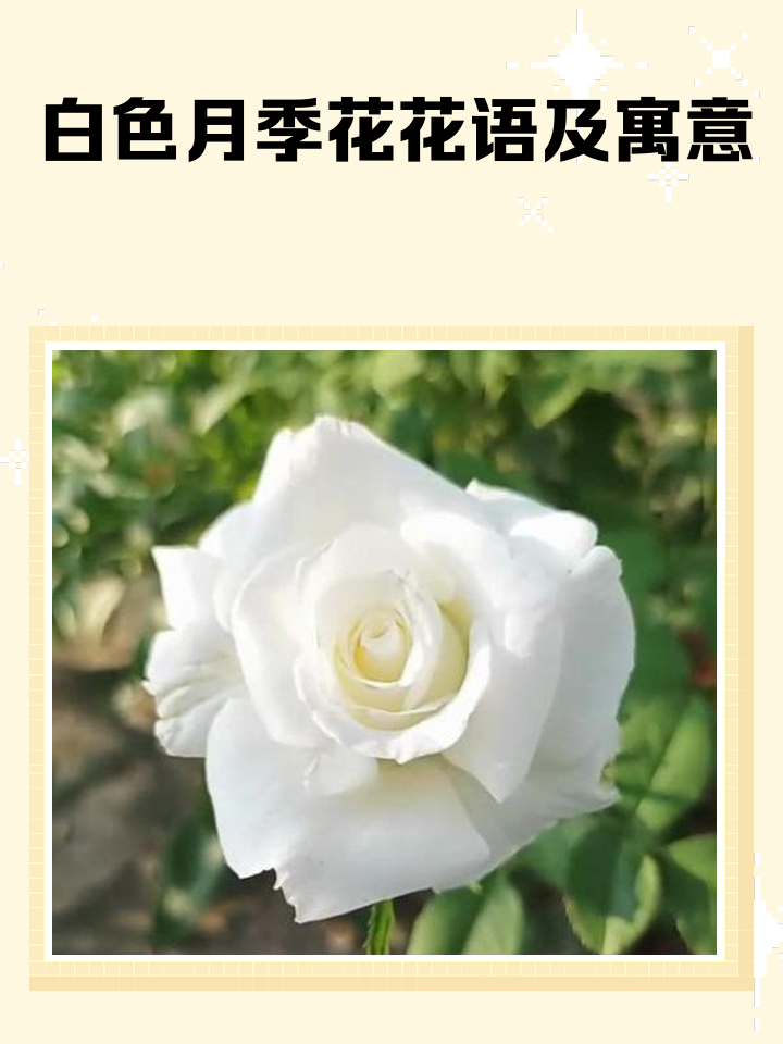 月季的拼音(月季的月怎么写) 月季的拼音(月季的月怎么写)