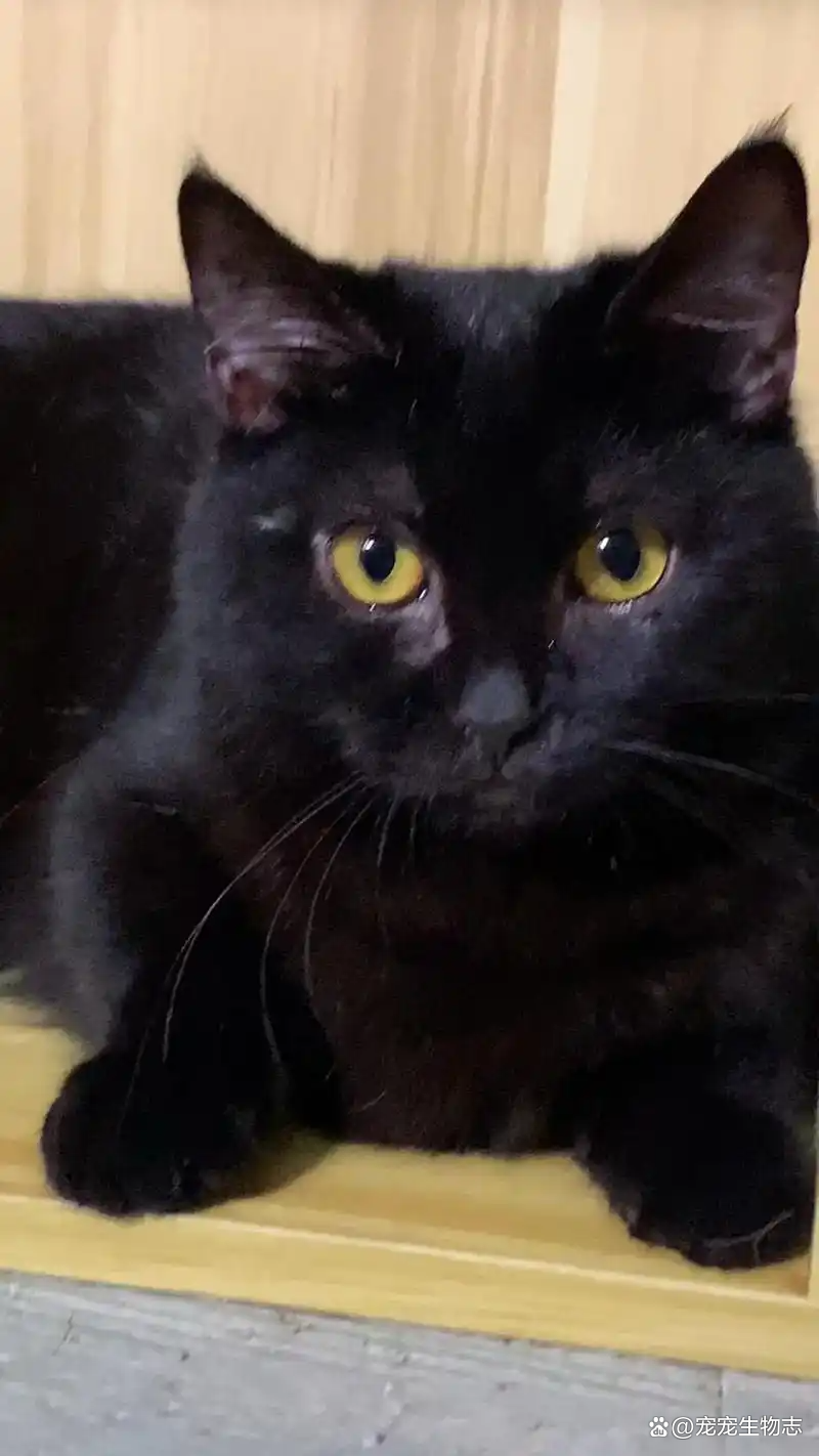 英短黑猫(英短黑猫是玄猫吗) 英短黑猫(英短黑猫是玄猫吗)