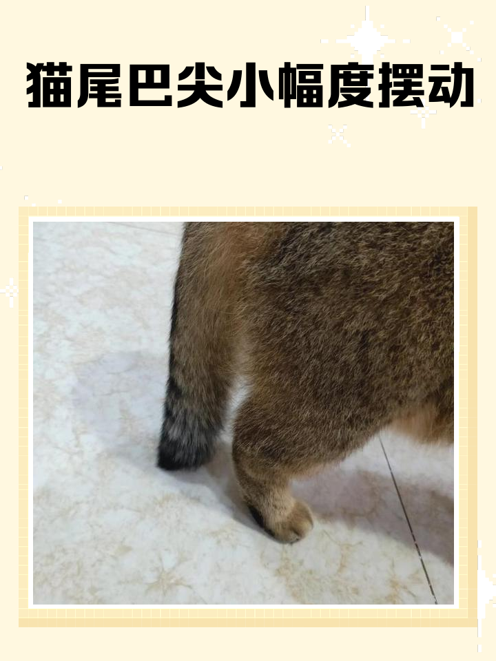 猫摇尾巴是什么意思(宠物猫摇尾巴是什么意思)