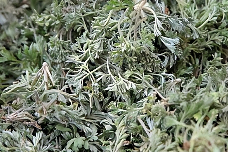 白蒿泡水喝的功效和作用(白蒿泡水喝的功效和作用禁忌)