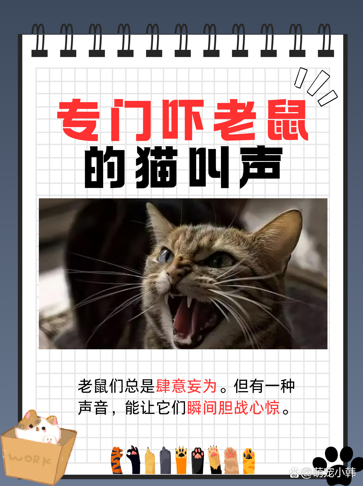 猫老是叫唤是怎么回事(猫老是叫唤是怎么回事然后躲起来)