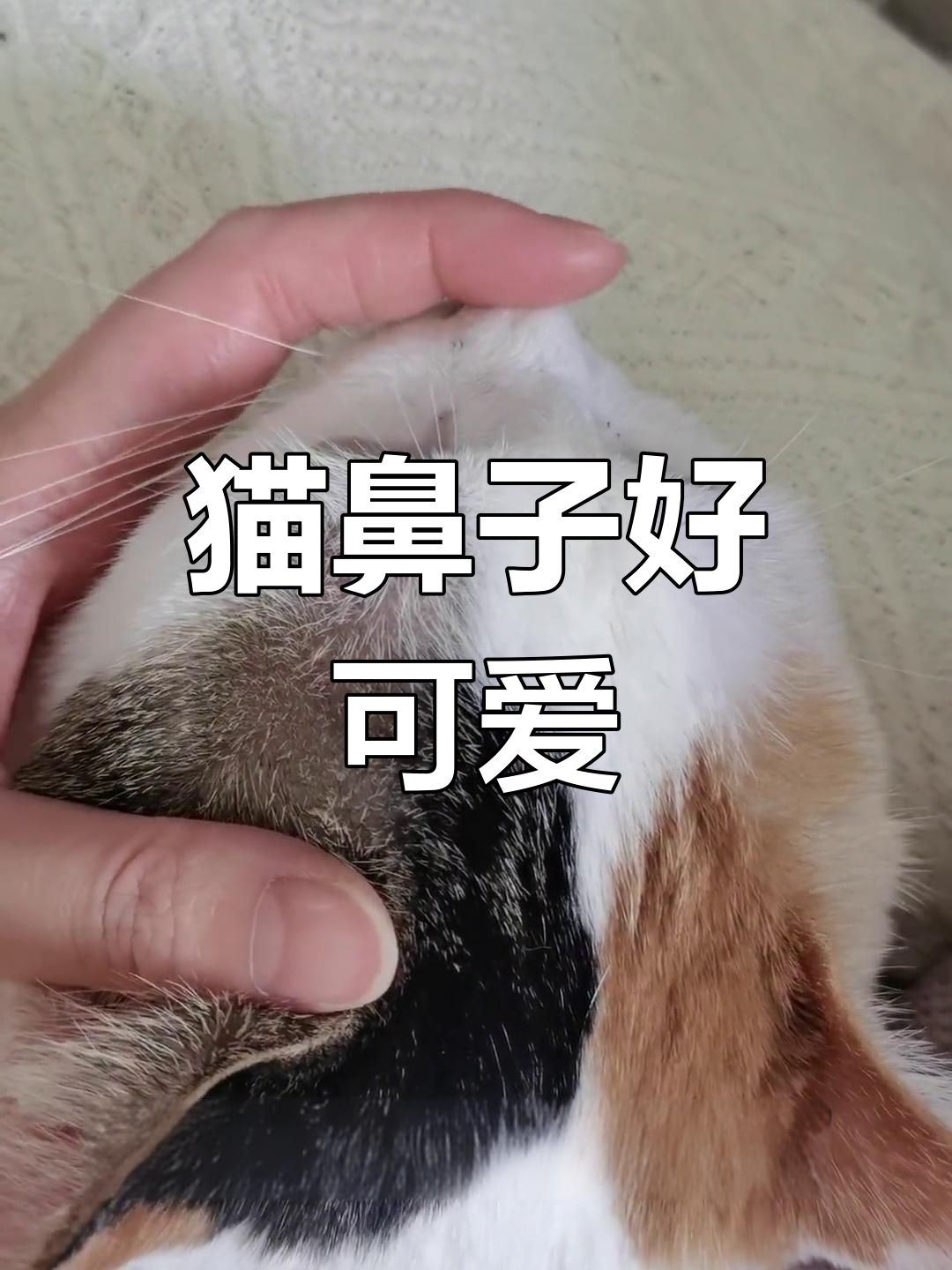 猫咪鼻子湿漉漉的正常吗(猫咪鼻子湿漉漉的正常吗怎么回事) 猫咪鼻子湿漉漉的正常吗(猫咪鼻子湿漉漉的正常吗怎么回事)