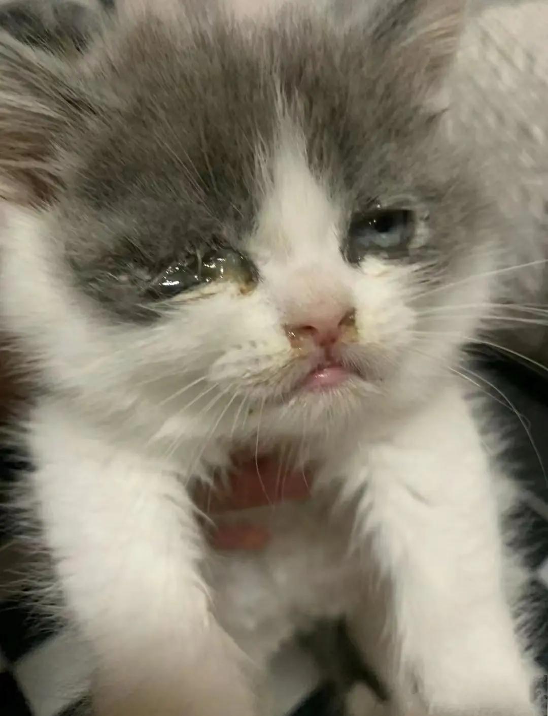 猫咪鼻子湿漉漉的正常吗(猫咪鼻子湿漉漉的正常吗怎么回事) 猫咪鼻子湿漉漉的正常吗(猫咪鼻子湿漉漉的正常吗怎么回事)
