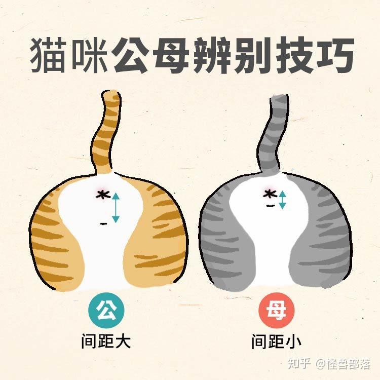怎么分猫咪的公母图解(怎么分猫咪的公母图解图片) 怎么分猫咪的公母图解(怎么分猫咪的公母图解图片)