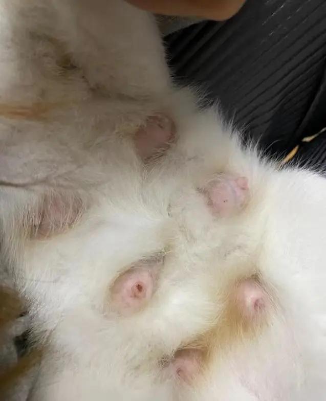 母猫快生当天的症状(母猫快生当天的症状表现)