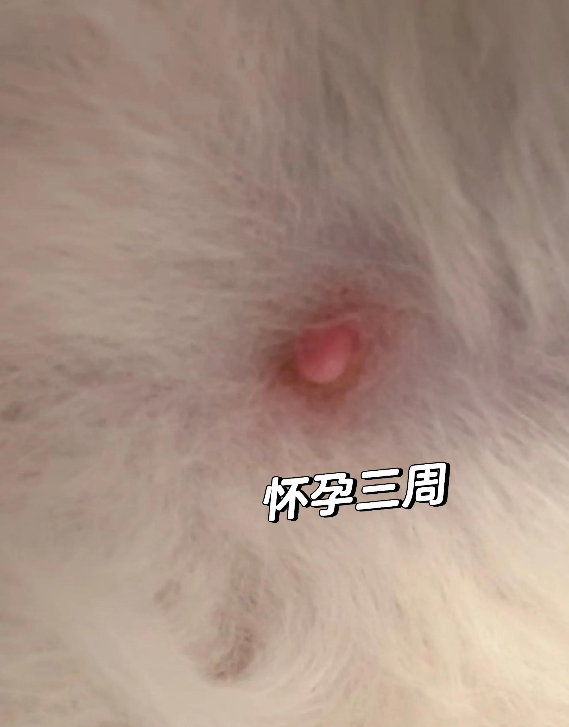 猫怀孕多久能看出来(猫怀孕了他自己知道吗)