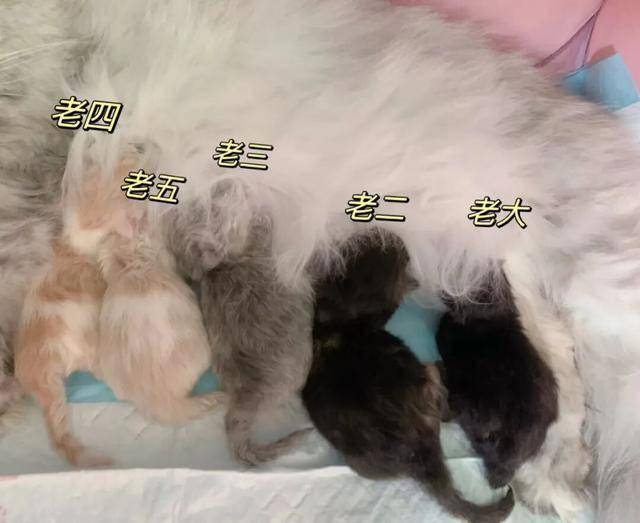 猫生崽一贵二贱三(猫生崽一贵二贱三古话) 猫生崽一贵二贱三(猫生崽一贵二贱三古话)