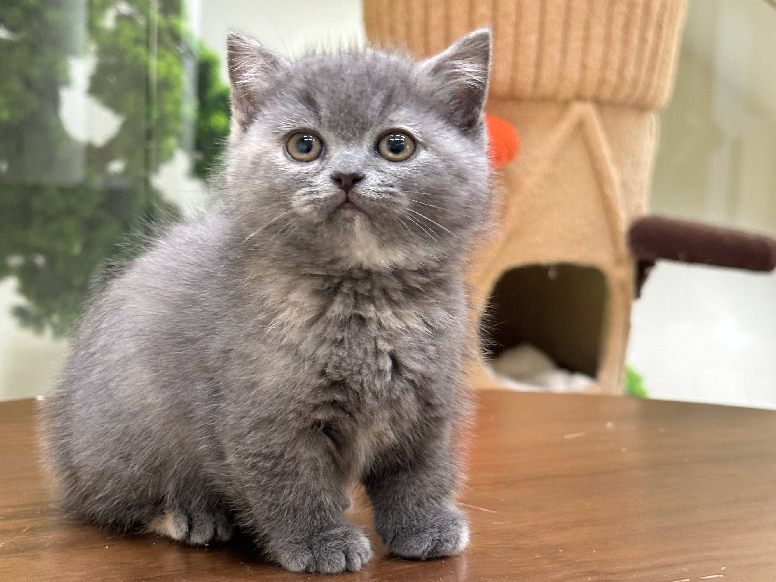 曼基康猫什么颜色最贵(曼基康猫什么颜色最贵最好看)
