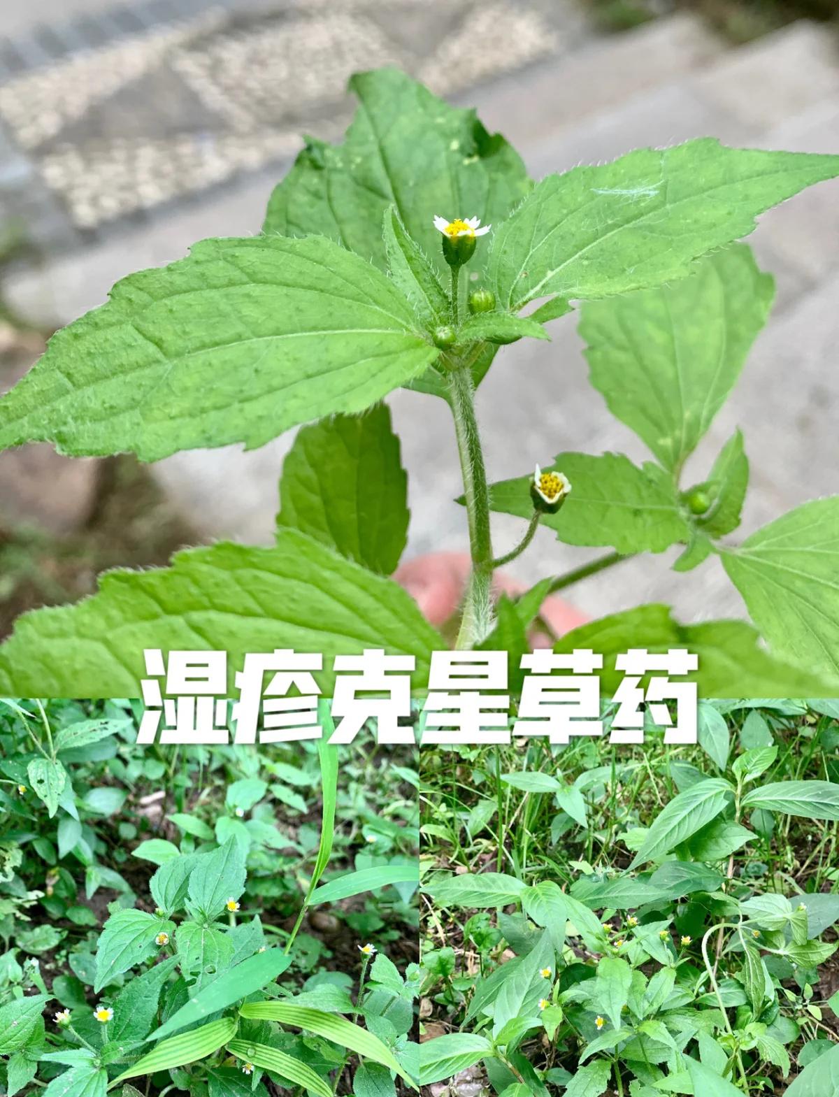 氯氟吡氧乙酸除草剂除什么草(氯氟吡氧乙酸除草剂除什么草小麦抽穗能用吗) 氯氟吡氧乙酸除草剂除什么草(氯氟吡氧乙酸除草剂除什么草小麦抽穗能用吗)
