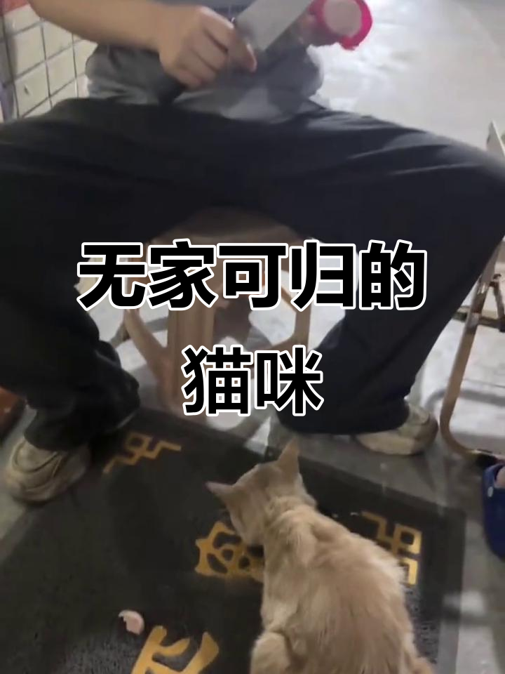 流浪猫吃火腿肠吗(流浪猫吃火腿肠吗有毒吗) 流浪猫吃火腿肠吗(流浪猫吃火腿肠吗有毒吗)