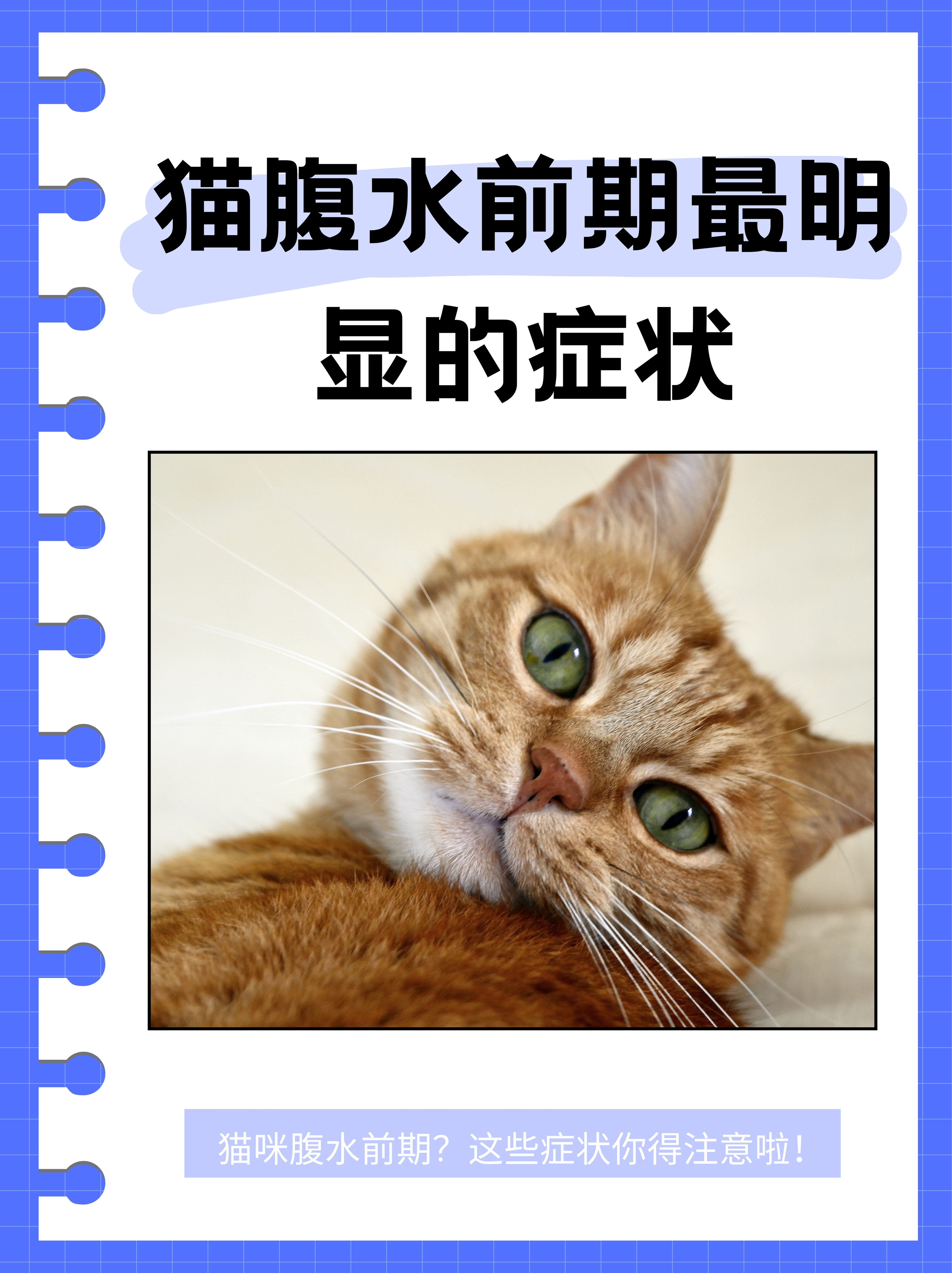 猫咪胰腺炎有什么症状(猫咪胰腺炎有什么症状 早期症状)