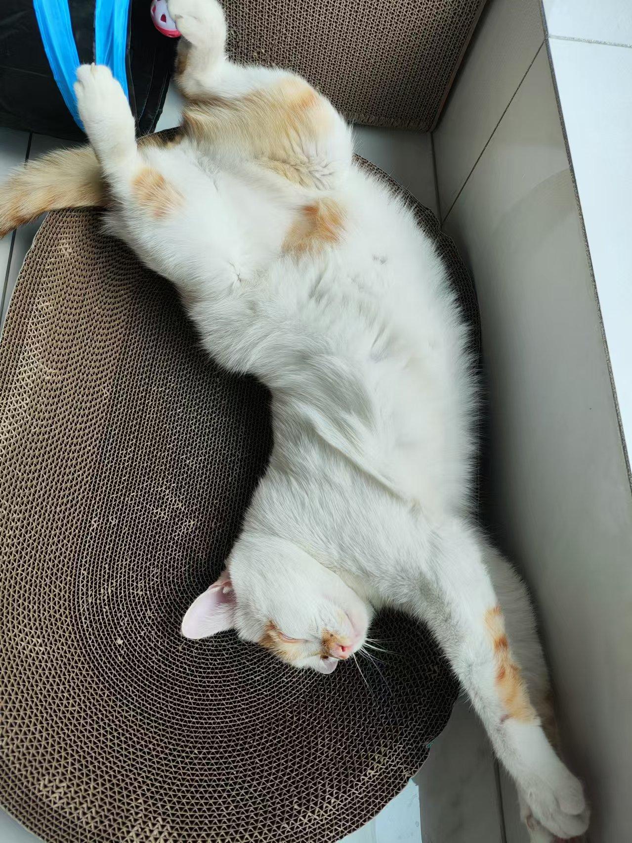 猫咪什么睡姿是生病了(猫咪哪些睡姿表示猫咪生病)