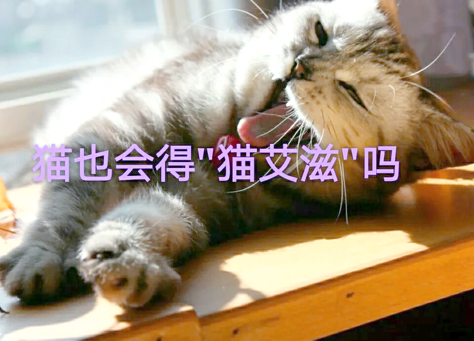 猫艾滋病会传染人吗(猫艾滋病会传染人吗百度百科)