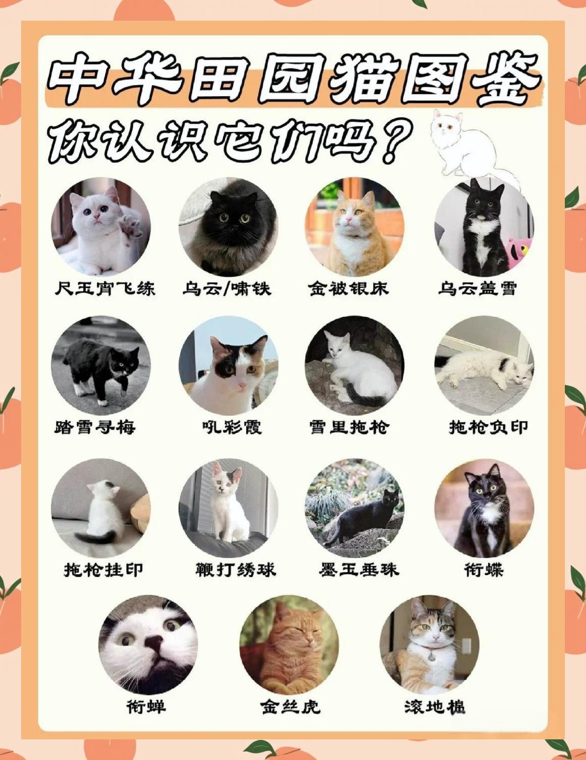 猫咪名字公猫霸气(猫咪名字公猫霸气两个字)