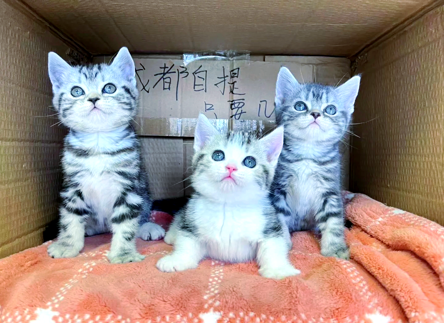 美短500一只正常吗(500的美短小猫有问题吗) 美短500一只正常吗(500的美短小猫有问题吗)