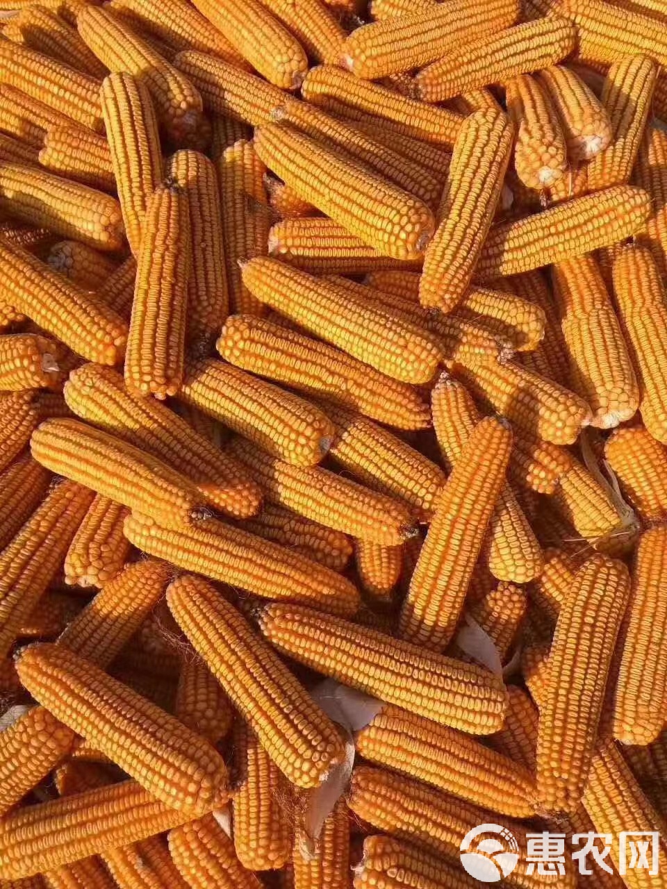 中国十大名牌玉米种子(中国十大名牌玉米种子价格表)