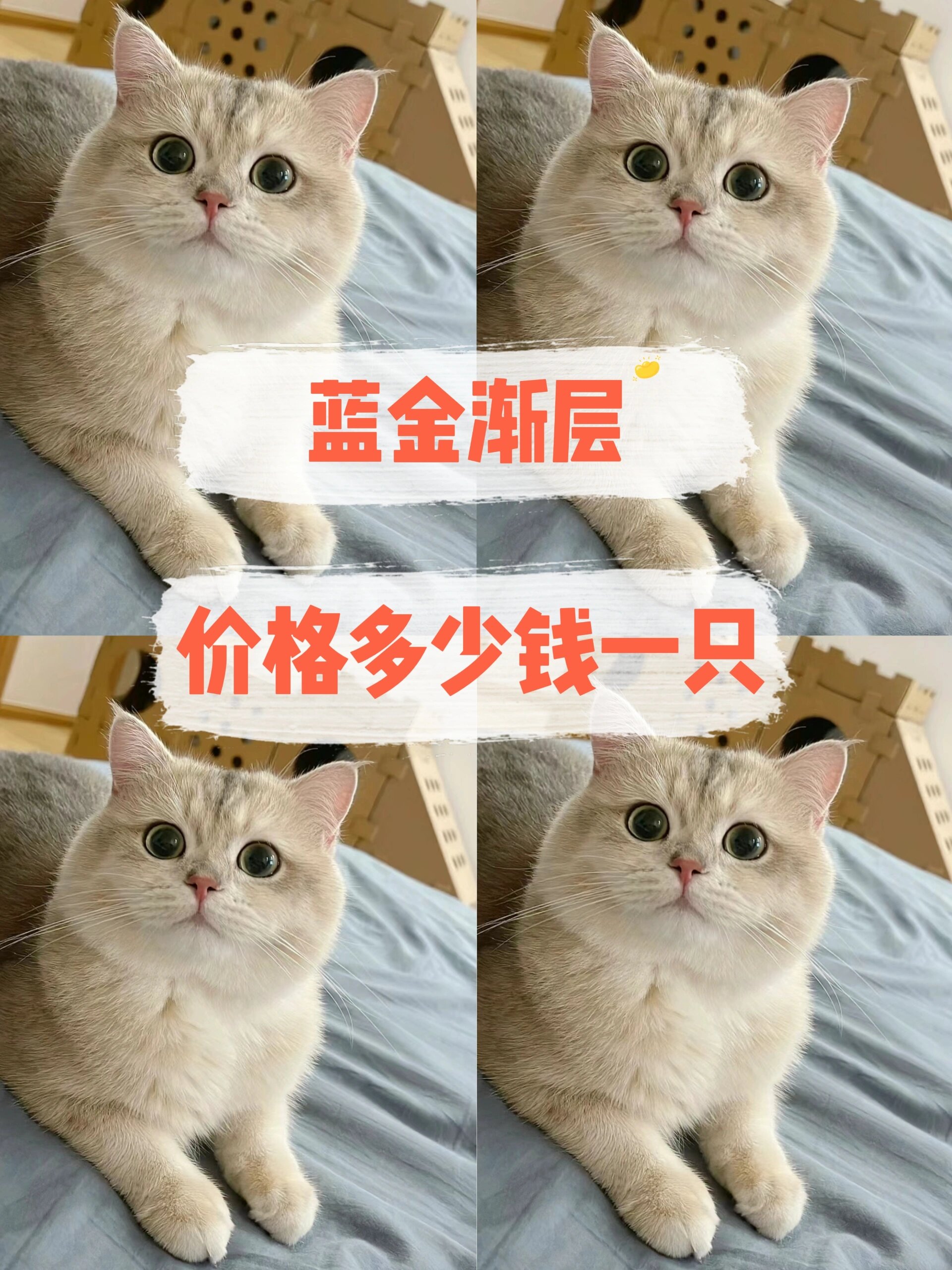 蓝金渐层多少钱一只(蓝金渐层多少钱一只?)