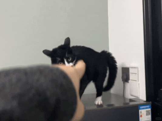 猫咪每晚抓门如何改正(猫咪每晚抓门如何改正它的姿势)