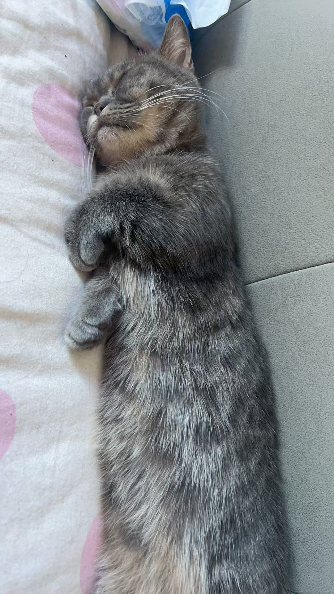 猫趴胸口睡觉还咕噜咕噜的叫(猫趴主人胸口睡觉还咕噜咕噜的叫)