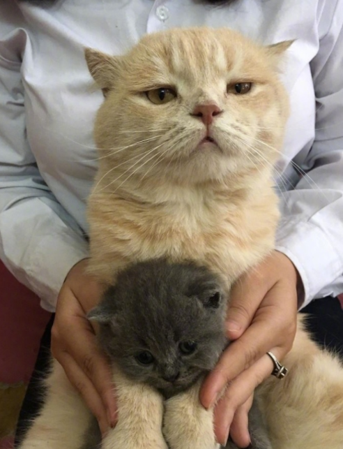 猫生崽一贵二贱三古话是什么(猫生一只穷二只富三只民间说法)