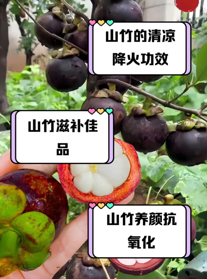 经常吃山竹的十大危害(经常吃山竹的十大危害是什么)